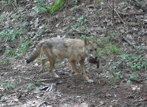 Coyote with meal