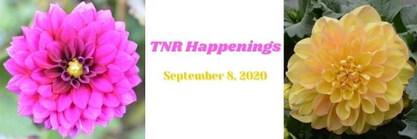 TNR Happenings 9.8